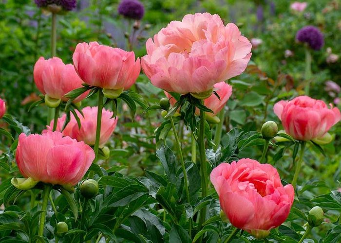 گل صد تومانی