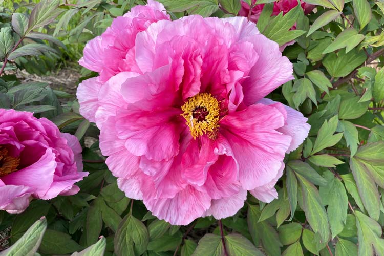 گل صد تومانی نماد چیست