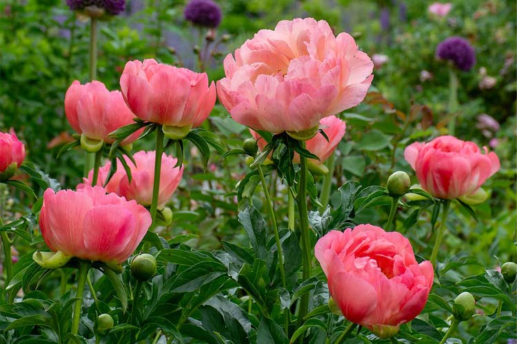 گل صد تومانی