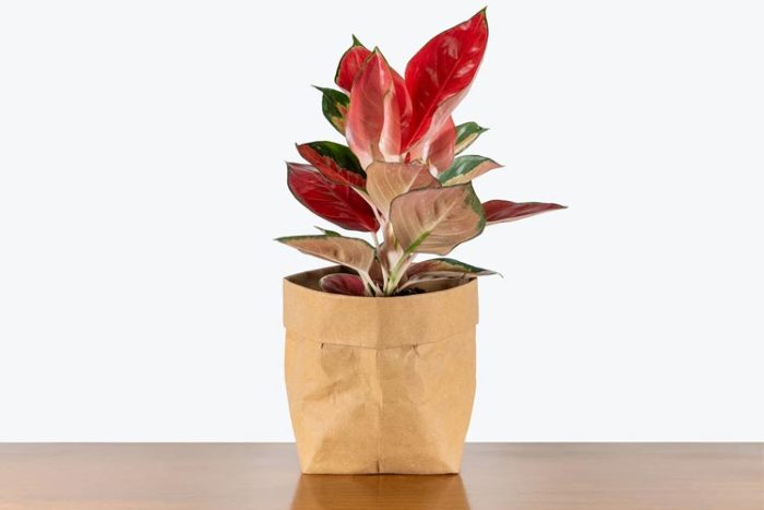 آگلونما رد وایت از جدیدترین گیاهان اپارتمانی