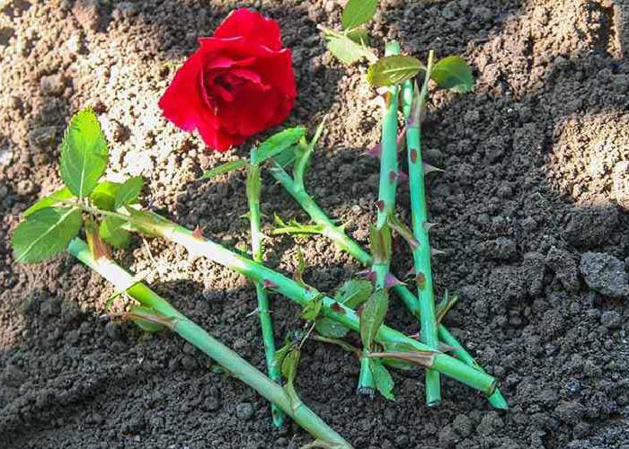 روش های تکثیر گل رز