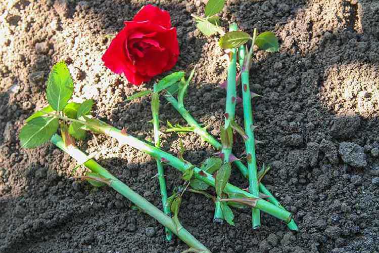 روش های تکثیر گل رز