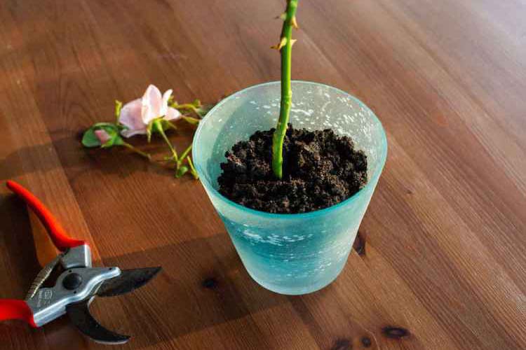 بهترین زمان تکثیر گل رز