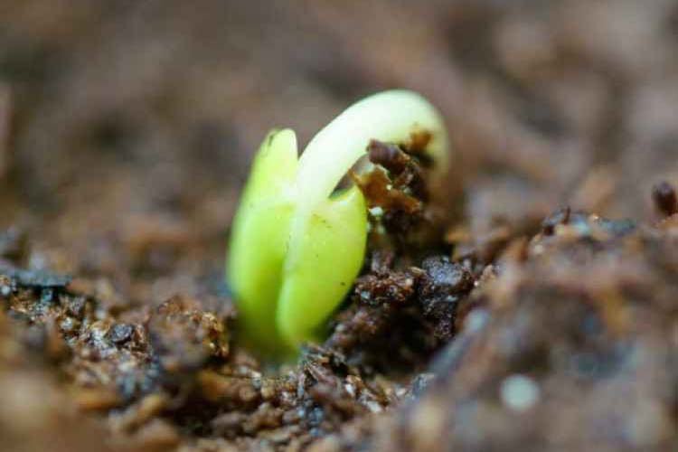 تکثیر گل رز با بذر