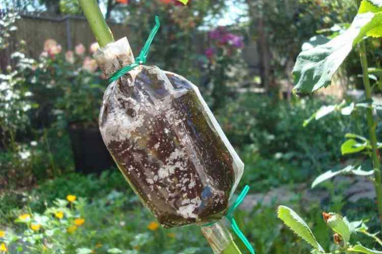 تکثیر گیاهان با خواباندن در هوا