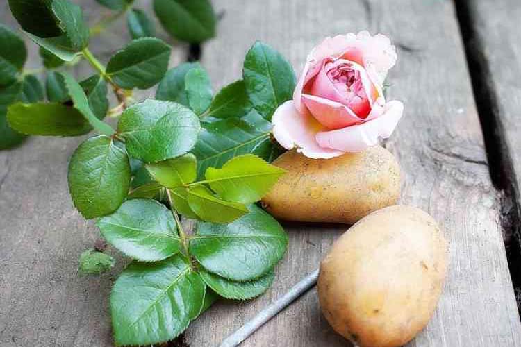 تکثیر رز با سیب زمینی
