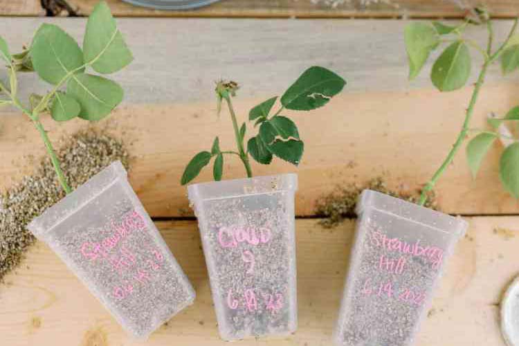 تکثیر گل رز با قلمه زدن