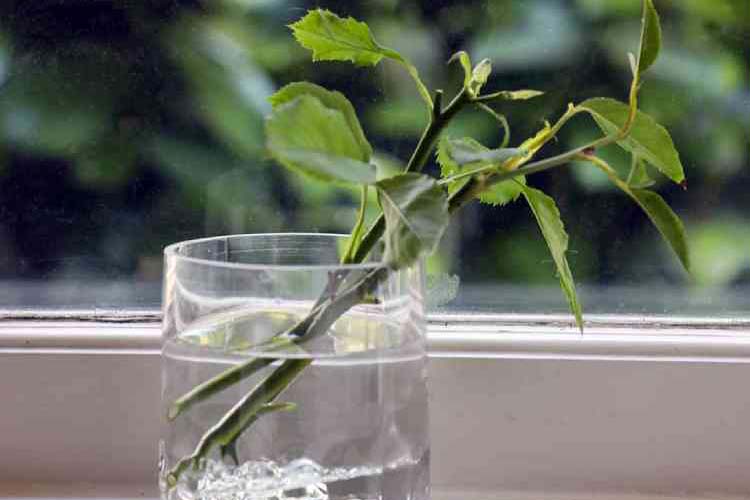 تکثیر گل رز در آب