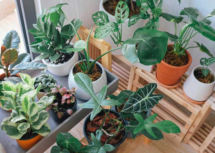 جدیدترین گیاهان آپارتمانی