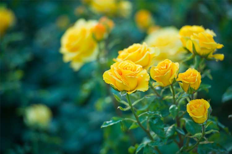 گل رز طبیعی زرد رنگ نمادی از دوستی و شادی