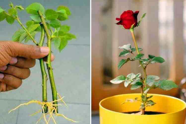 روش های تکثیر گل رز