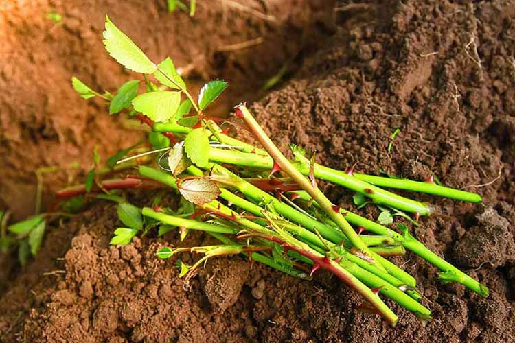 روش های تکثیر گل رز