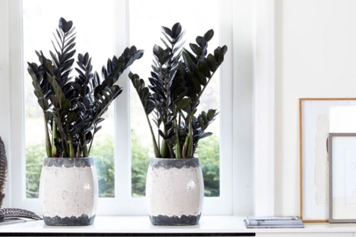 زاموفیلیا بلک