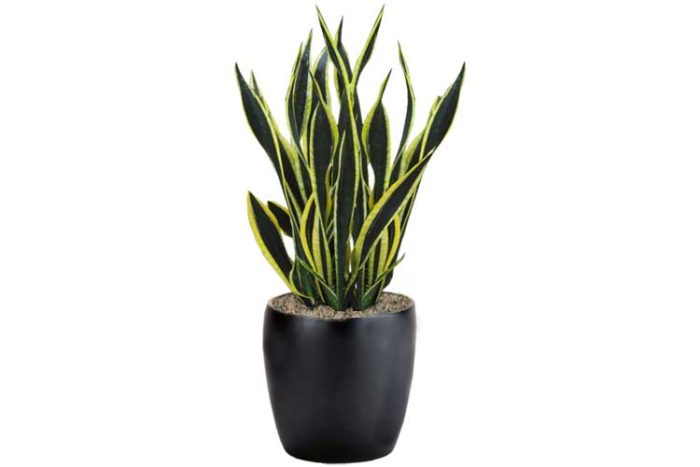 سانسوریا بلک گلد