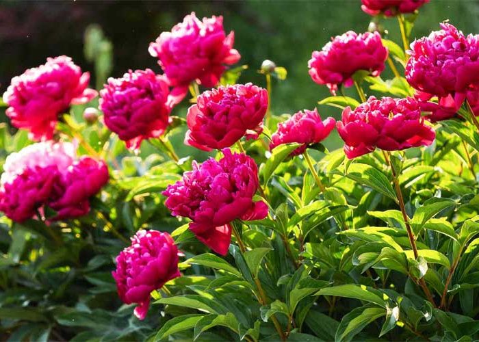 کاشت گل صد تومانی