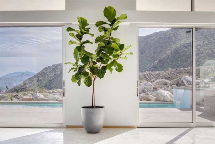 فیکوس لیراتا