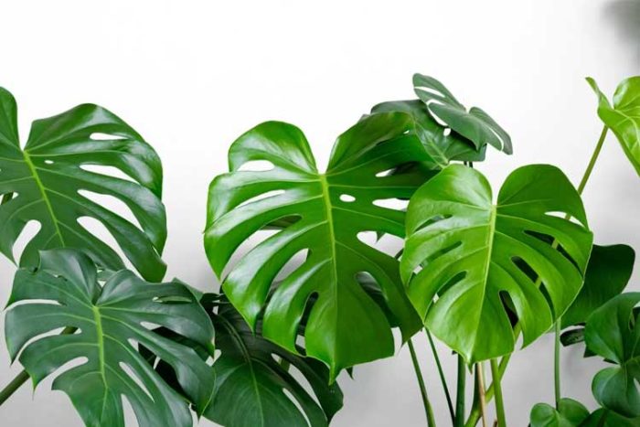 گل مانسترا دلیسیوزا