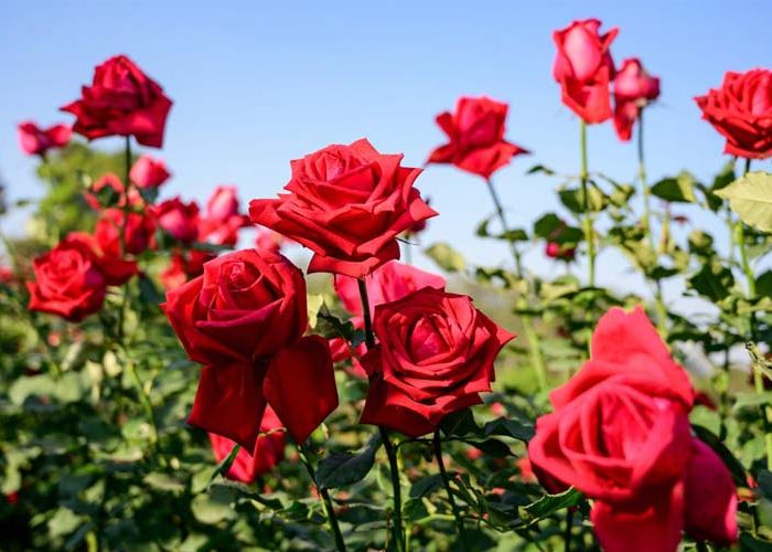 گل رز نماد چیست