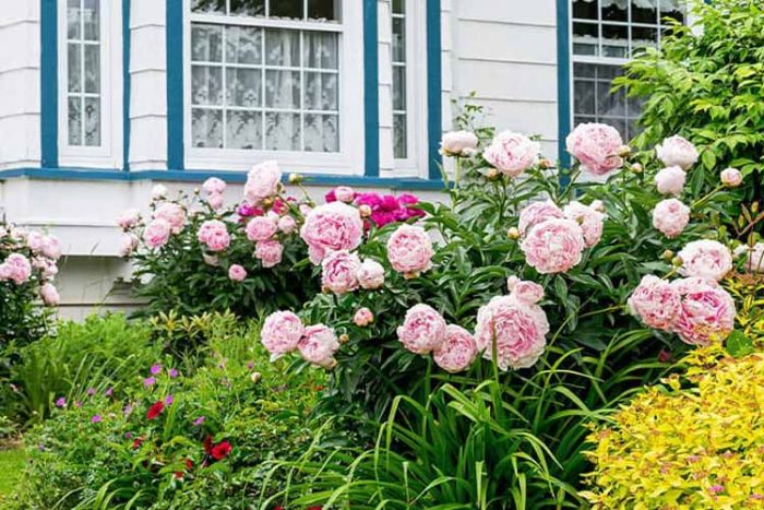 نوردهی گل صدتومانی