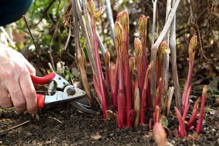 هرس گل پیونی