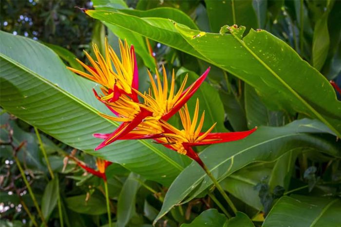 گیاه پرنده بهشتی