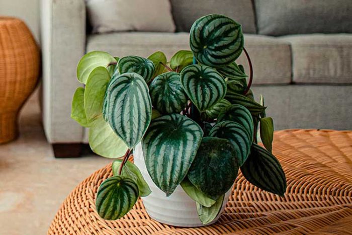 گل پپرومیا هندوانه ای