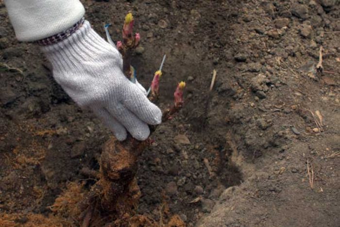 روش های کاشت گل پیونی