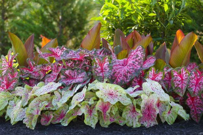 گیاه کالادیوم رنگی