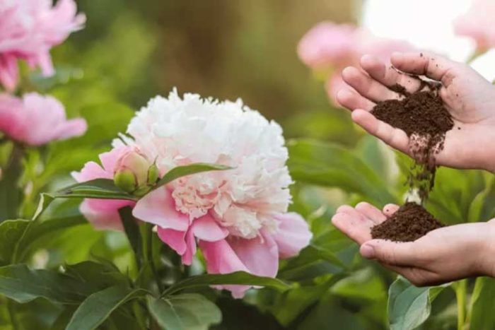 کوددهی گل صد تومانی