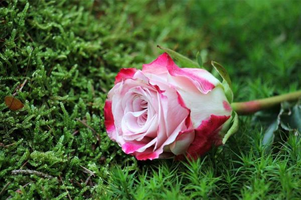 گل رز نماد چیست