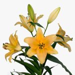 114838-copy پیاز گل لیلیوم نارنجی