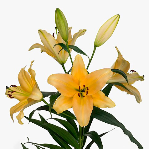 114838-copy پیاز گل لیلیوم نارنجی