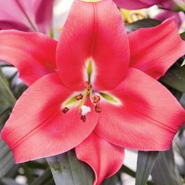 خرید پیاز لیلیوم قرمز