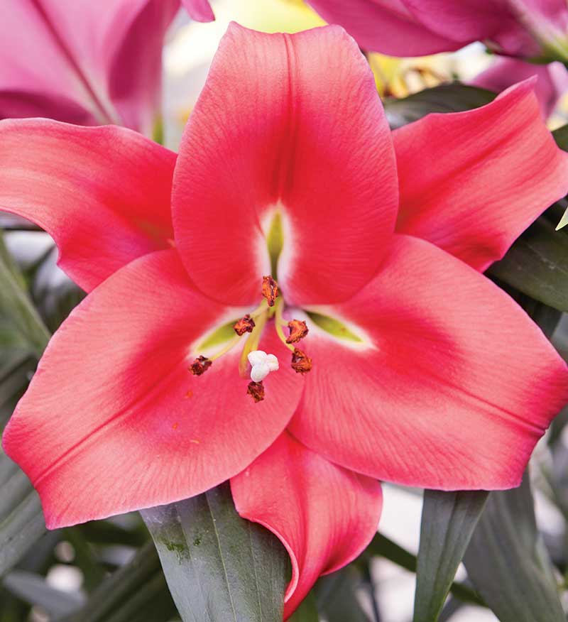 خرید پیاز لیلیوم قرمز