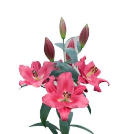 لیلیوم قرمز