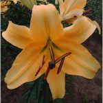 corcovado-ot-orienpet-hybrid-lily-41.gif لیلیوم نارنجی