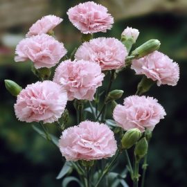 بذر عمده گل میخک