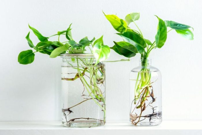 استفاده از آب مناسب برای گیاهان آبزی