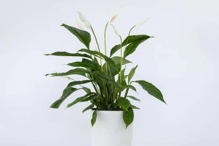 اسپاتی فیلوم