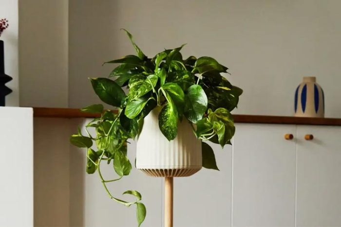 اهمیت گیاهان در کاهش آلودگی هوا