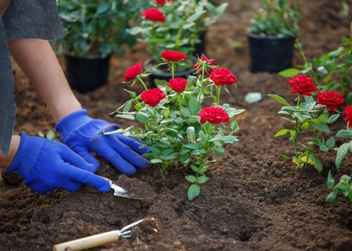 بهترین زمان کاشت گل رز در باغچه و گلدان