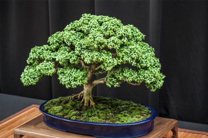 بونسای از گیاهان تصفیه کننده هوا