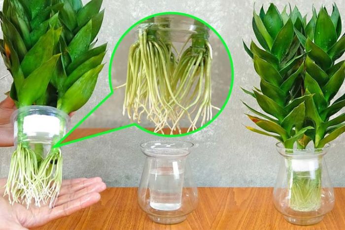 دراسنا یکی از گیاهان آپارتمانی آبزی