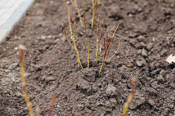 شرایط کاشت گل رز