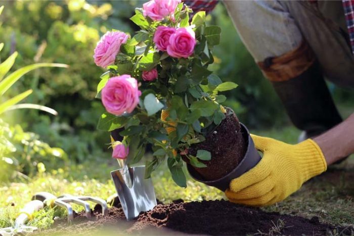 طریقه کاشت گل رز در باغچه