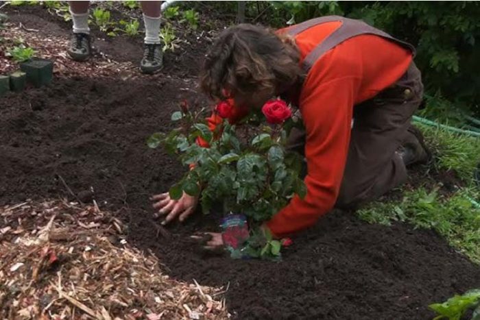 فصل و زمان کاشت گل رز  در باغچه