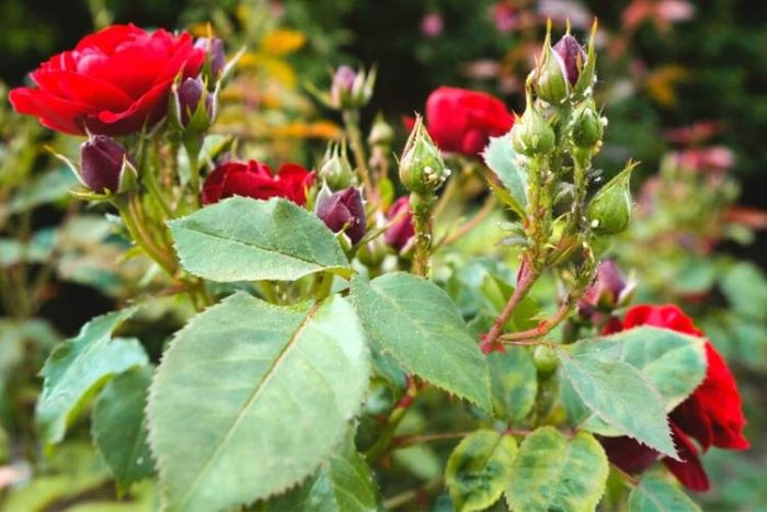 رایج ترین مشکلات کاشت گل رز