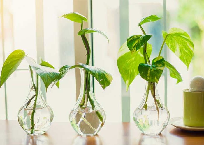 گیاهان آبزی آپارتمانی