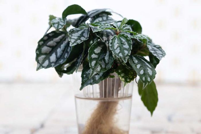 پیله آ یکی از گیاهان آبزی آپارتمانی