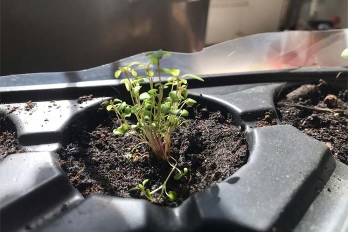 کاشت بذر گل رز در گلدان